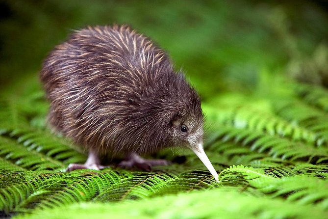 Akaroa Shore Excursion: Banks Peninsula, Christchurch City Tour and Willowbank Wildlife Reserve - Key Points Before You Book