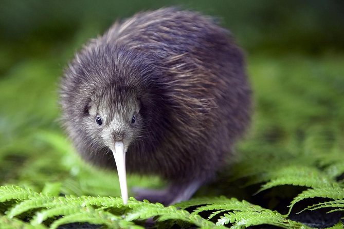 Akaroa Shore Excursion: Banks Peninsula, Christchurch City Tour and Willowbank Wildlife Reserve - How the Six-Hour Schedule Really Feels