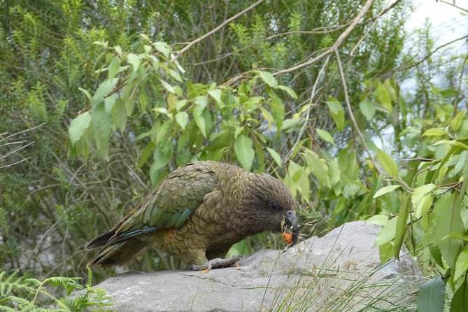 Akaroa Shore Excursion: Banks Peninsula, Christchurch City Tour and Willowbank Wildlife Reserve - Should You Book It?