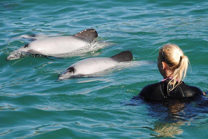 Akaroa Swim with Dolphins Tour from Christchurch - Key things to know before you book