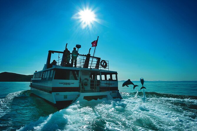 Akaroa Swim with Dolphins Tour from Christchurch - What the swim is really like