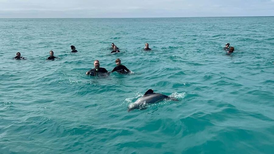 Akaroa: Swimming with Wild Dolphins Experience - Is $123 a fair price?