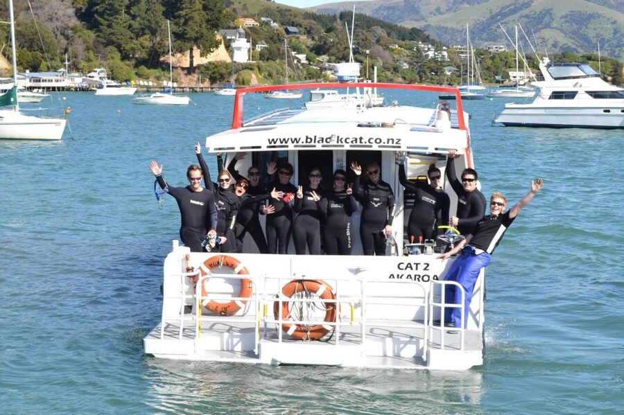 Akaroa: Swimming with Wild Dolphins Experience - Why Hector’s dolphins make this trip special