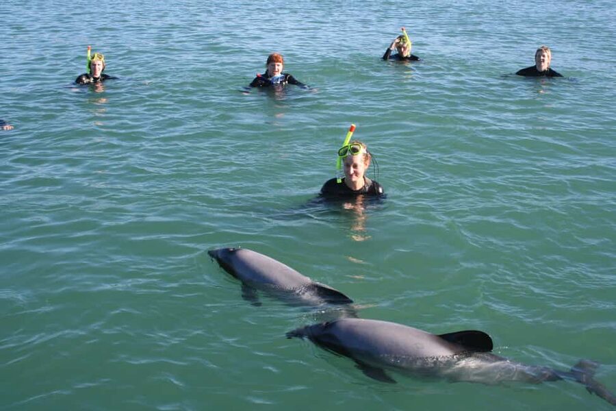 Akaroa: Swimming with Wild Dolphins Experience - Getting ready in the warm wetsuit