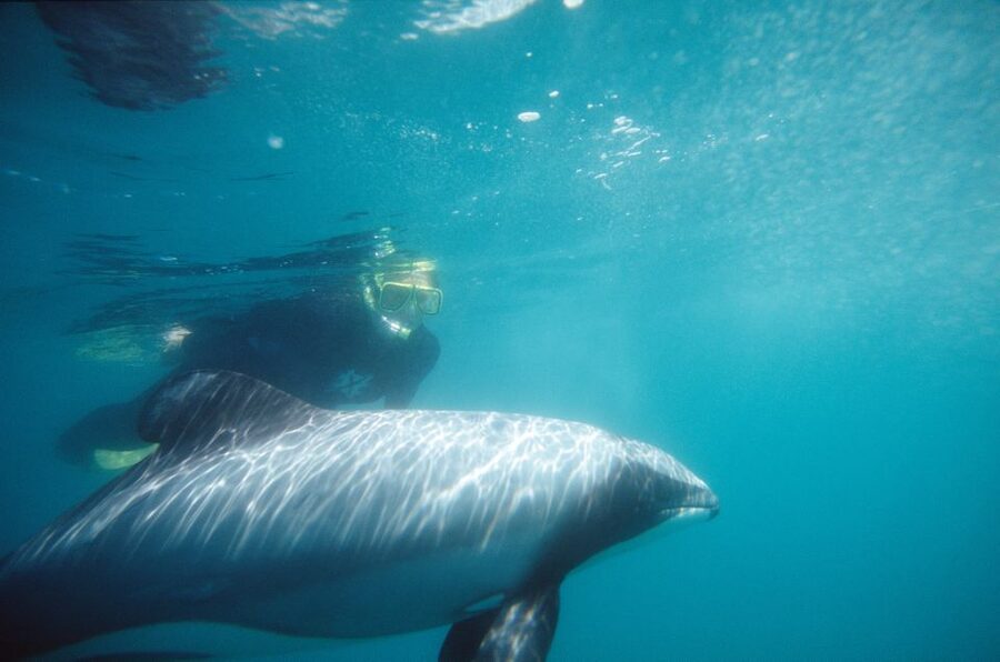 Akaroa: Swimming with Wild Dolphins Experience - Cruising past cliffs, seals, and sea birds
