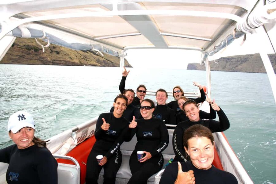 Akaroa: Swimming with Wild Dolphins Experience - Entering the water with the dolphins