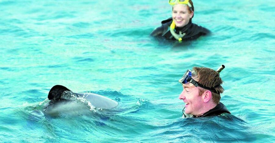 Akaroa: Swimming with Wild Dolphins Experience - What happens if the dolphins do not swim with you