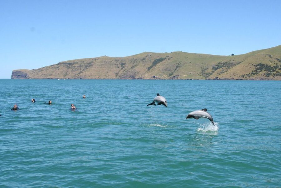Akaroa: Swimming with Wild Dolphins Experience - Who should book this Akaroa experience