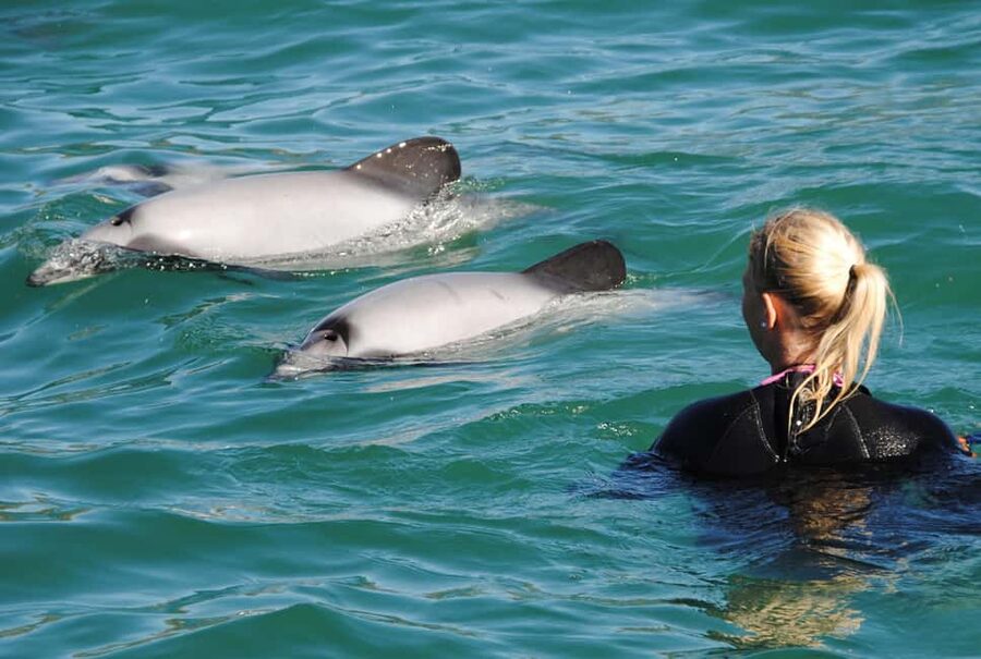 Akaroa: Swimming with Wild Dolphins Experience - Meeting the crew at Akaroa Harbour