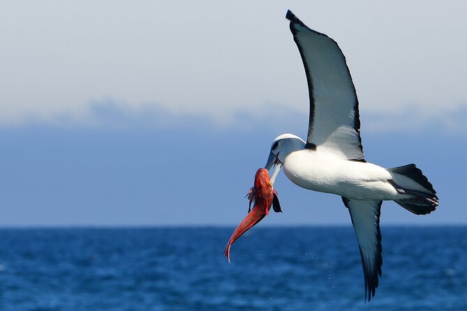 Akaroa Wildlife Cruise - Is the $68.26 price good value?
