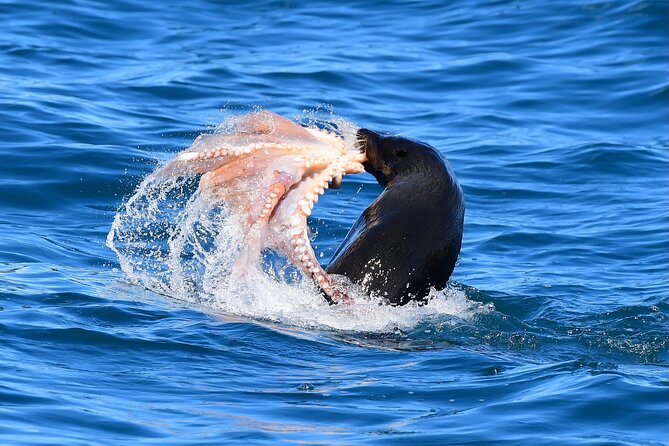 Akaroa Wildlife Cruise - Timing, weather, and cancellation details