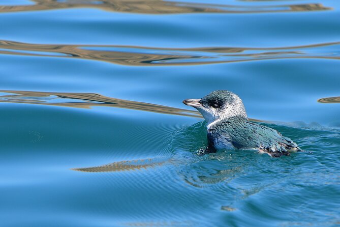 Akaroa Wildlife Cruise - Searching for Hector’s dolphins, seals, and penguins