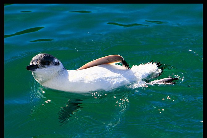 Albatross, seals, and sea birds-Wildlife Cruise - Quarantine stations, shipwrecks, and the working port