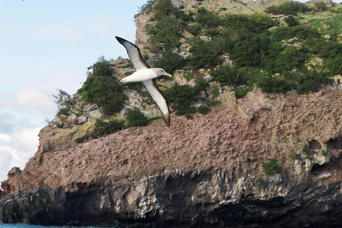 Albatross, seals, and sea birds-Wildlife Cruise - Bird watching with binoculars and Rachel’s commentary