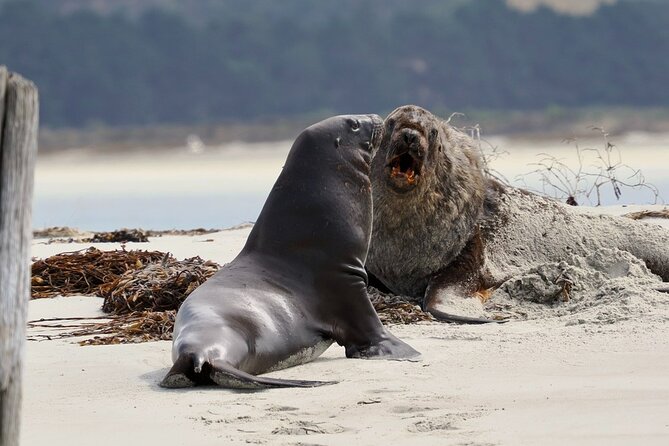 Albatross, seals, and sea birds-Wildlife Cruise - Seals, sea lions, penguins, and coastal rocks