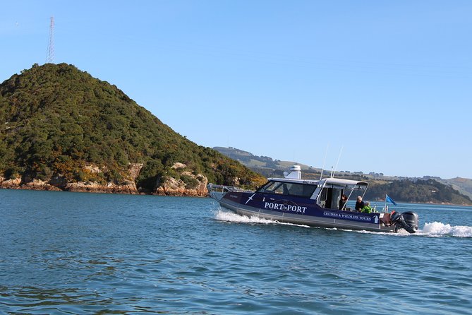 Albatross, seals, and sea birds-Wildlife Cruise - A small boat with a warm cabin and open deck