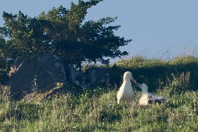 Albatross, seals, and sea birds-Wildlife Cruise - Is $105.50 good value?
