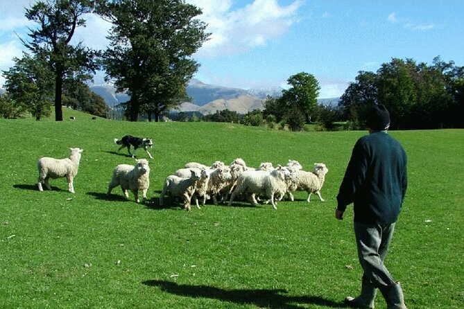 Arthur's Pass and TranzAlpine Train Day Tour from Christchurch - Otira Viaduct and the engineering of the pass