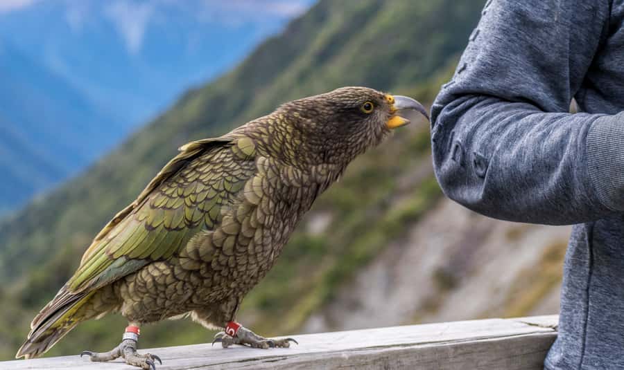 Arthur's Pass Day Tour From Christchurch with TranzAlpine - Key points before you book