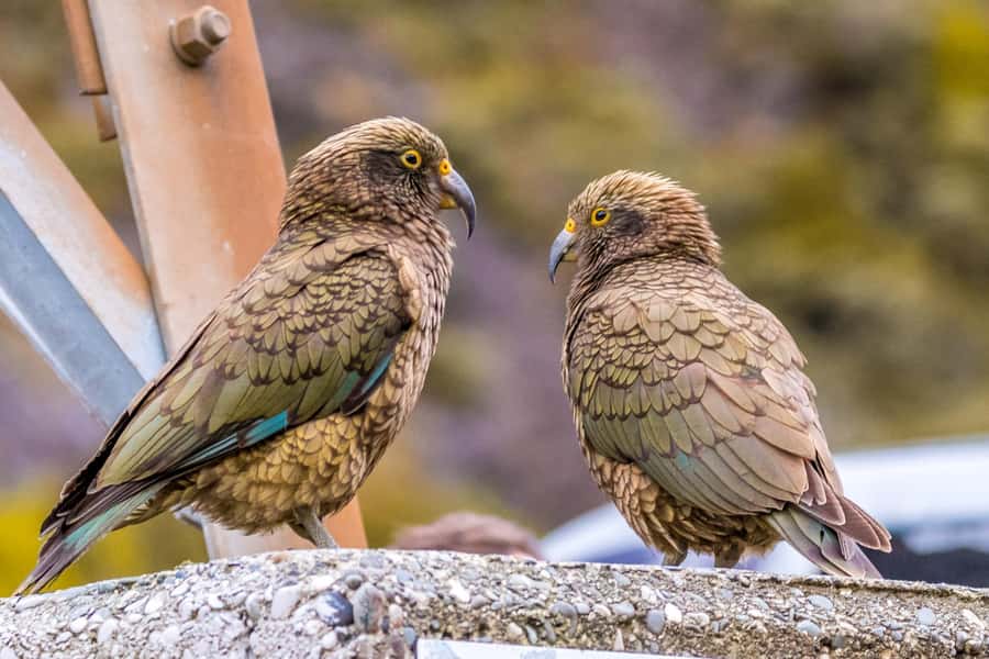 Arthur’s Pass Tour From Christchurch via CHC-GRZ TranzAlpine - The chance to see a kea