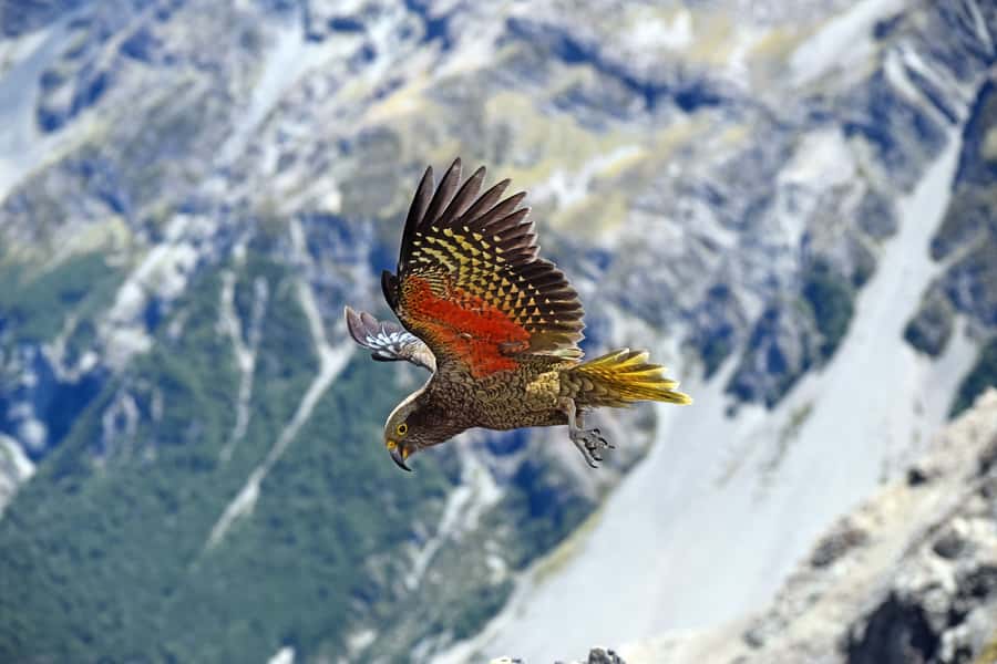 Arthur's Pass: TranzAlpine Train and Castle Hill Day Tour - Kea, Otira Viaduct, and the character of alpine country