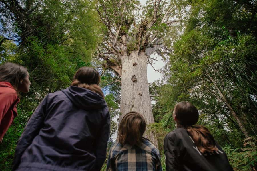 Auckland: Bay of Islands Tour & Cruise 2Day Small Group Tour - Why this two-day Northland trip works