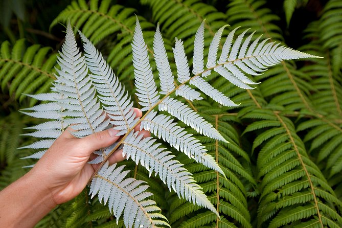 Auckland City and West Coast Full Day Tour - Lake Pupuke and the North Shore opening