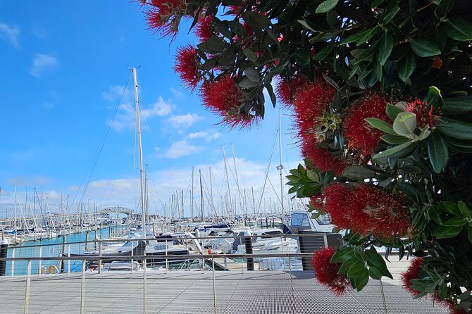 Auckland City Halfday Private Tour - Why this Auckland tour works as a first look