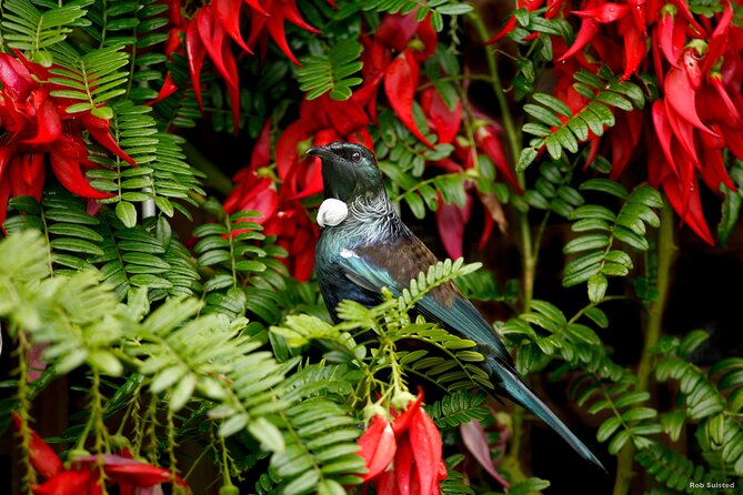 Auckland City Highlights, Afternoon Piha Beach & Rainforest Tour - Arataki Visitor Centre opens the afternoon