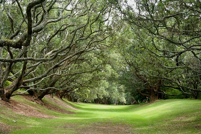 Auckland City & Native Forest Experience - Fully Guided Day Tour - Arataki Visitor Centre and the Waitākere Ranges