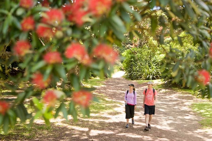 Auckland City & West Coast Luxury Tour - Auckland Domain and the old streets of Parnell