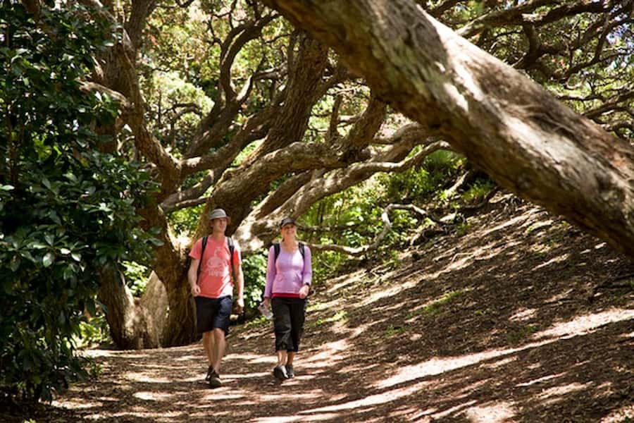 Auckland City & West Coast Luxury Tour - Devonport, a North Shore change of pace