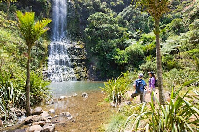 Auckland City & West Coast Luxury Tour - The west coast: rainforest, kauri, and darker beaches