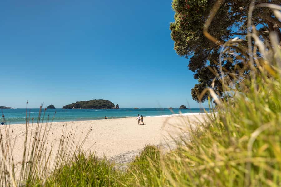 Auckland: Coromandel Driving Creek & Cathedral Cove Day Tour - Why the guide can make or break the day