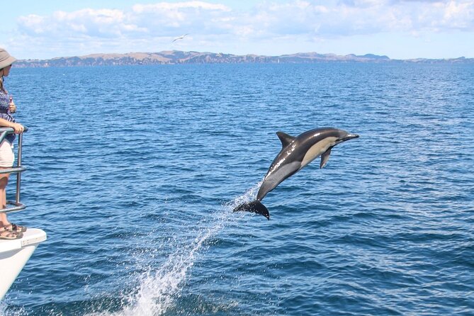 Auckland Dolphin and Whale Watching Eco-Safari Cruise - Marine research makes the commentary worthwhile