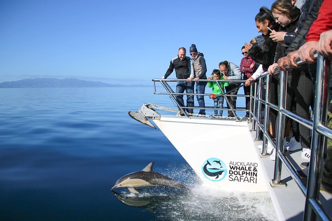 Auckland Dolphin and Whale Watching Eco-Safari Cruise - Rangitoto and the island waters of the Gulf