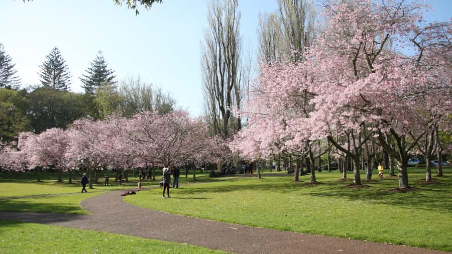 Auckland: Full-Day City Tour - One Tree Hill and Cornwall Park add open space