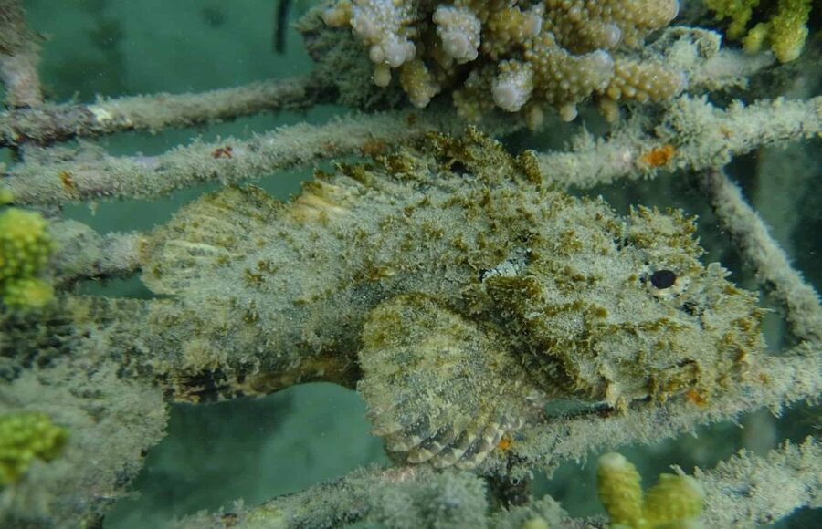 Auckland: Guided Snorkeling and Island Exploration Tours - Guide quality and group style