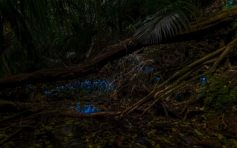 Auckland: Inner-City Glowworm Experience in Ancient Volcano - Key points to know before you go