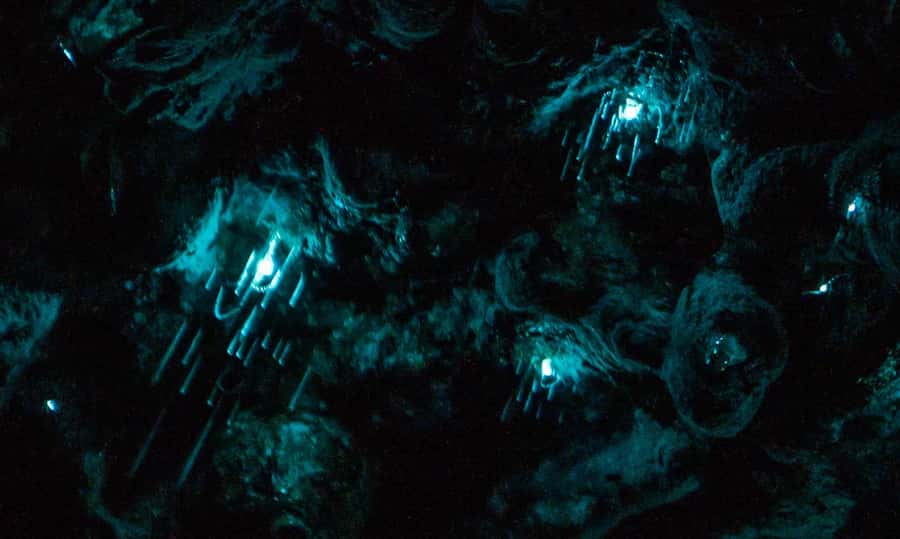 Auckland: Inner-City Glowworm Experience in Ancient Volcano - Why this city volcano makes a good glowworm setting