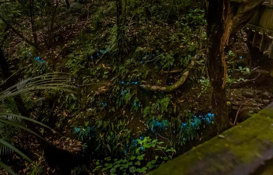 Auckland: Inner-City Glowworm Experience in Ancient Volcano - Meeting the glowworms beside the stream