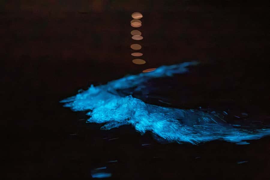 Auckland: Night Kayak Tour in Glowing Bioluminescent Waters - The first 30 minutes: safety before the sparkle