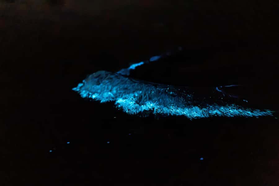 Auckland: Night Kayak Tour in Glowing Bioluminescent Waters - Is $56 a fair price?