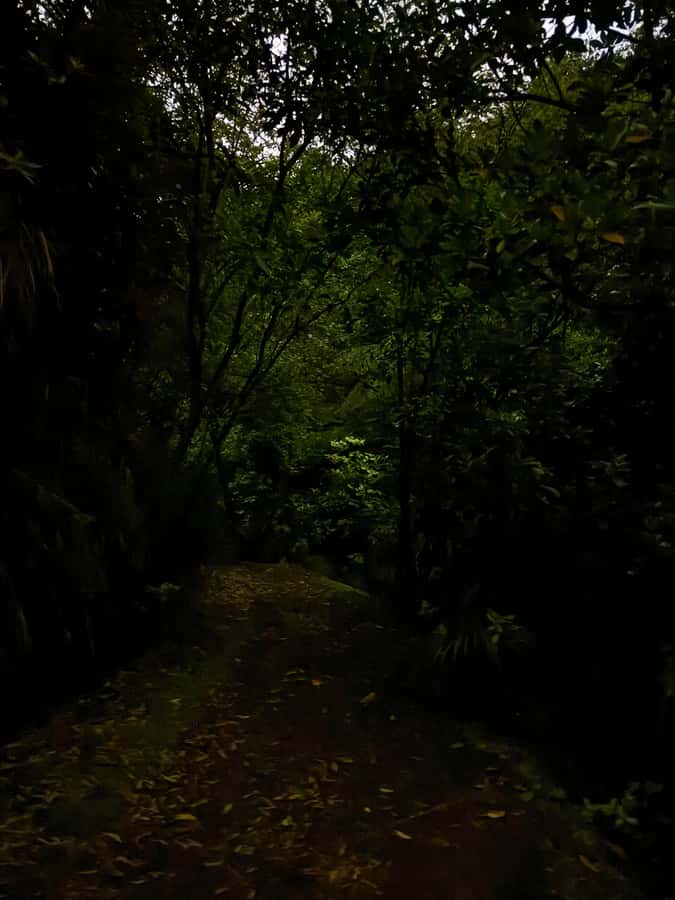 Auckland North Shore Glowworm Tour - Finding Arachnocampa luminosa in the forest