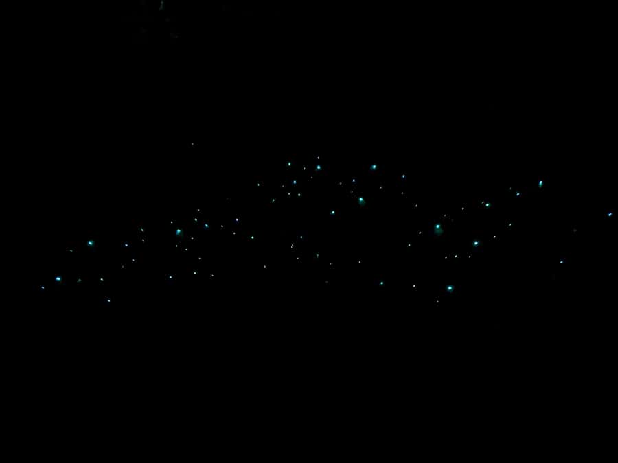 Auckland North Shore Glowworm Tour - Walking through Awaruku Reserve after dark