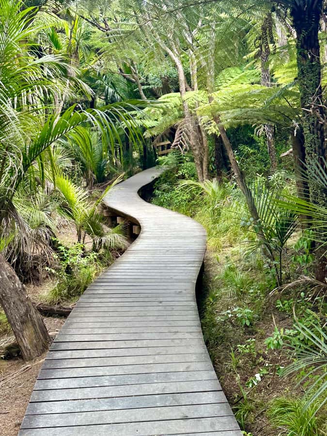 Auckland: Piha Beach, Rainforest, & Mount Eden Private Tour - Why the private format matters at $262 per person