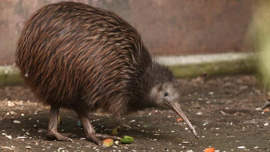 Auckland: Rotorua Highlights inc Wai O Tapu & Te Puia Tour - What the guides add to the long drive