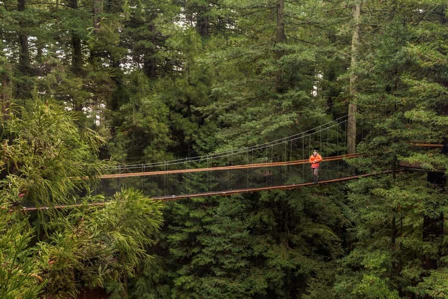 Auckland: Rotorua Highlights w WaiOTapu & Redwoods Treewalk - The Redwoods Treewalk above Whakarewarewa Forest