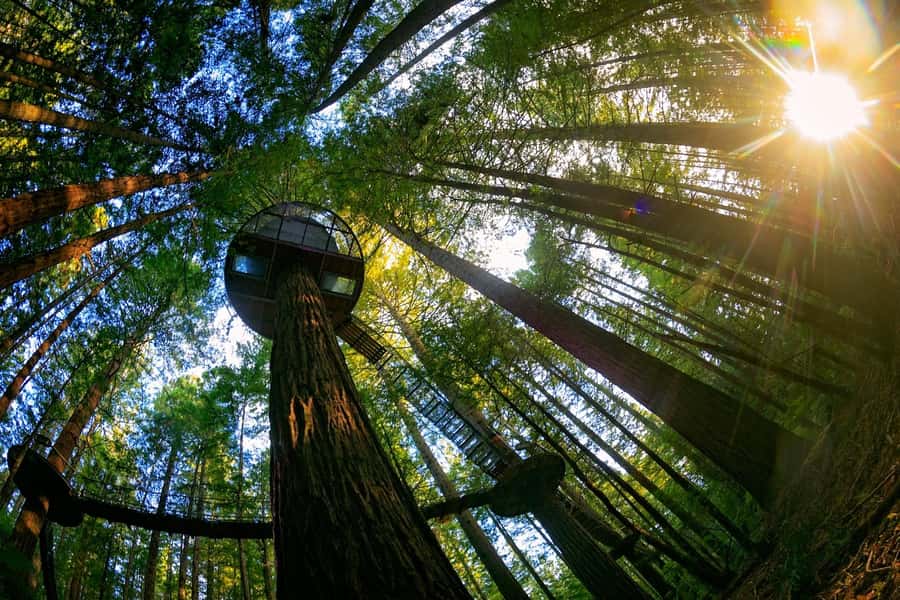 Auckland: Rotorua Highlights w WaiOTapu & Redwoods Treewalk - The return trip to Auckland