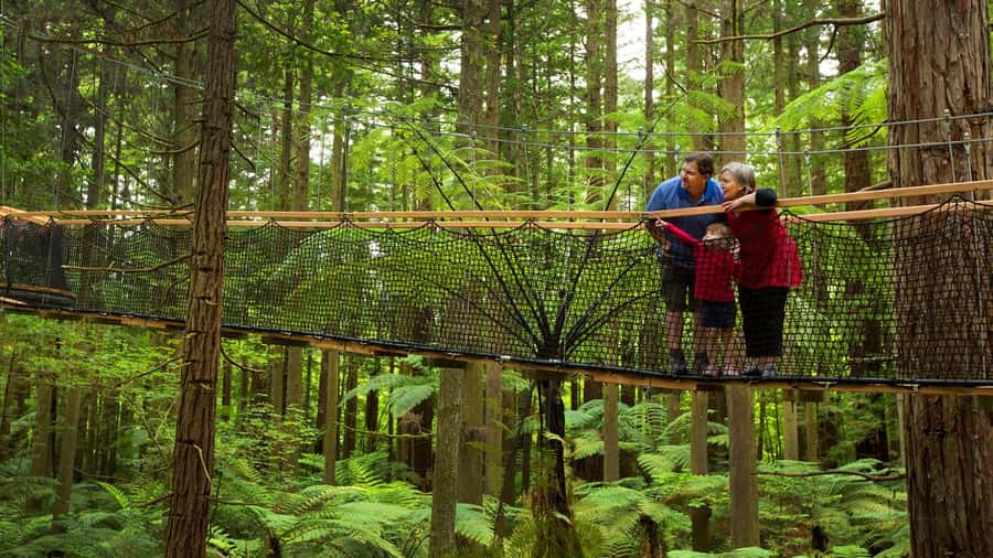 Auckland: Rotorua Highlights with Redwoods Treewalk & Spa - Walking the Redwoods Treewalk